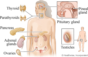 The endocrine system