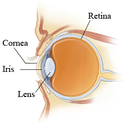 Anatomy of the eye