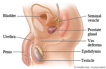 The male genitals