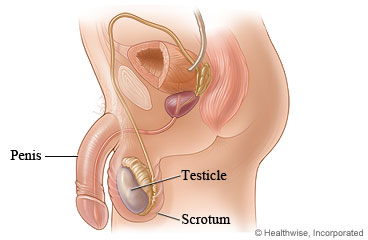 Male reproductive system