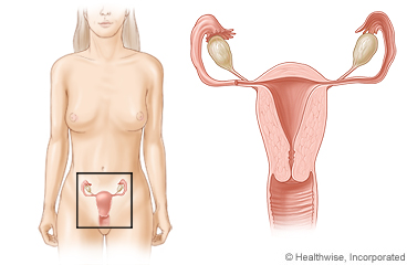 Picture of the female reproductive system