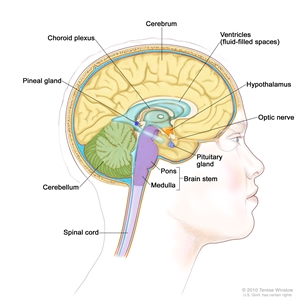 Drawing of the inside of the brain showing ventricles (fluid-filled spaces), choroid plexus, hypothalamus, pineal gland, pituitary gland, optic nerve, brain stem, cerebellum, cerebrum, medulla, pons, and spinal cord.