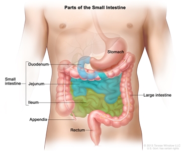 Drawing of the small intestine showing the duodenum, jejunum, and ileum. Also shown are the stomach, appendix, large intestine, and rectum.