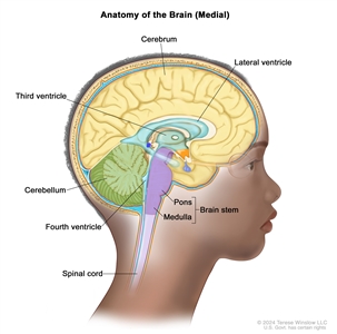 Drawing of the inside of the brain showing the lateral ventricle, third ventricle, fourth ventricle, and the passageways between the ventricles (with cerebrospinal fluid shown in blue). Also shown are the cerebrum, cerebellum, brain stem (pons and medulla), and spinal cord.