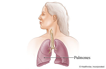 Los pulmones