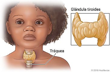 Ubicación de la glándula tiroidea en el cuello, con detalle de la glándula tiroidea