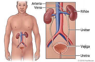 Flujo sanguíneo desde los riñones y de vuelta a ellos, con detalle del uréter, la vejiga y la uretra
