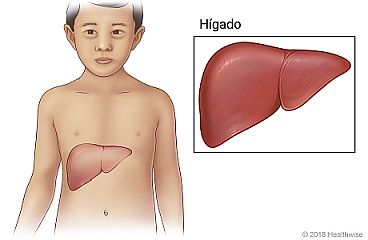 Ubicación del hígado en el cuerpo, con un primer plano del hígado