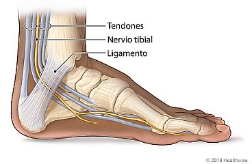 Huesos, tendones, ligamento y nervio tibial en la zona interna del tobillo (túnel del tarso) del pie