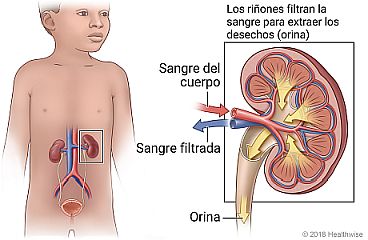 Ubicación de los riñones, con detalle de cómo los riñones filtran los desechos de la sangre