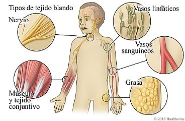 Tipos de tejido blando, incluyendo nervios, músculo y tejido conjuntivo, vasos linfáticos, vasos sanguíneos y grasa