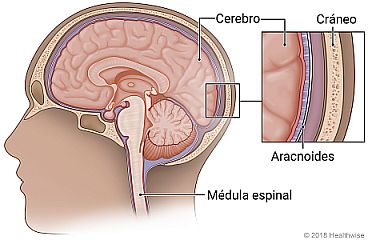 Corte transversal del cerebro y la médula espinal en la cabeza, con detalle del cerebro, la aracnoides y el cráneo