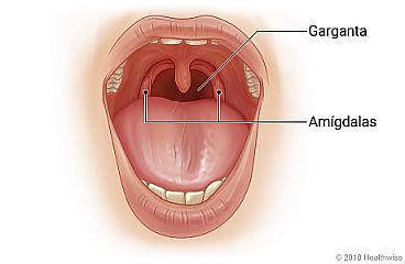 Ubicación de las amígdalas y la garganta