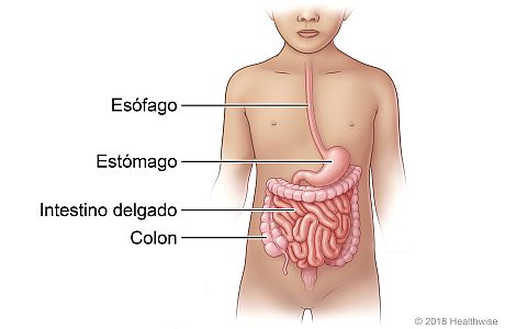 Ubicación del esófago, el estómago, el intestino delgado y el colon