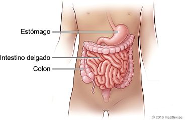 Ubicación del estómago, el intestino delgado y el colon