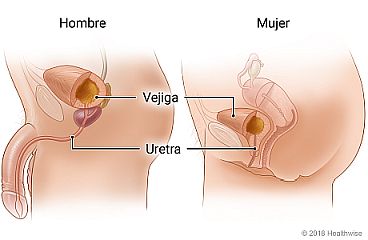 Ubicación de la vejiga y la uretra (el conducto que transporta la orina desde la vejiga hacia el exterior del cuerpo) en un hombre y una mujer