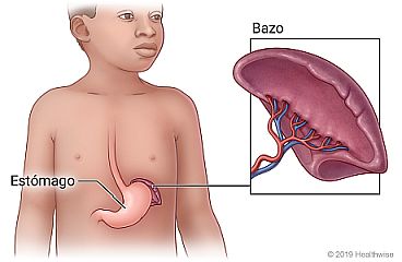 Ubicación del bazo cerca del estómago, con detalle del bazo