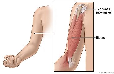 Ubicación del bíceps en el frente de la parte superior del brazo, con vista interna de los tendones proximales que conectan el bíceps con el hueso del hombro