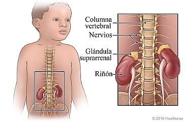 Ubicación de los riñones, las glándulas suprarrenales, los nervios y la columna vertebral en los niños