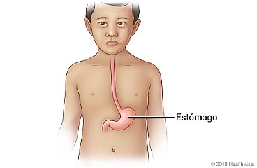 Vista frontal de un niño que muestra la ubicación del estómago