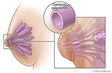 Conductos galactóforos del seno, con detalles que muestran ubicación y estructura
