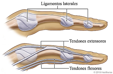 Ubicación de los ligamentos laterales, tendones extensores y tendones flexores en un dedo