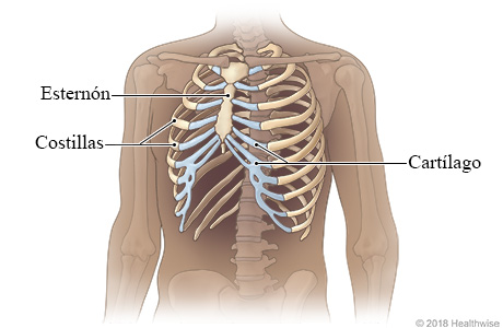 Imagen esquelética de la caja torácica, que muestra el esternón, las costillas y el cartílago