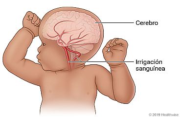 Irrigación sanguínea en el cerebro de un bebé