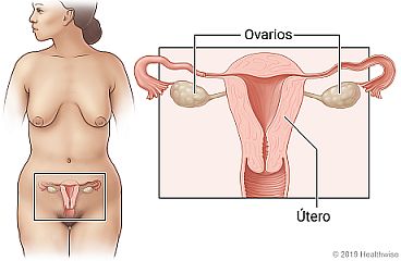 Órganos pélvicos femeninos en la parte inferior del abdomen, con un primer plano del útero y los ovarios.