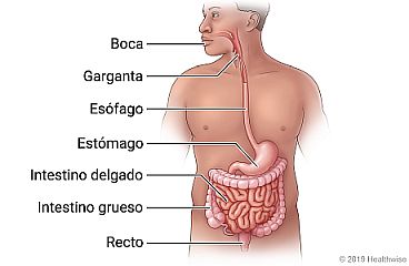 Las partes del tubo digestivo en el cuerpo, que incluyen la boca, la garganta, el esófago, el estómago, el intestino delgado, el intestino grueso y el recto