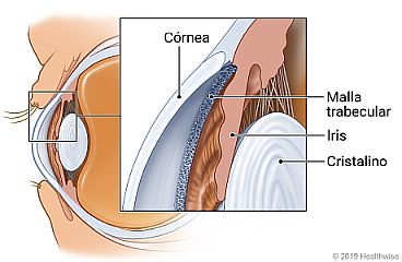 Vista transversal del globo ocular, con detalle de córnea, malla trabecular, iris y cristalino