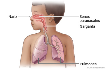 Aparato respiratorio en un niño, incluyendo nariz, senos paranasales, garganta y pulmones