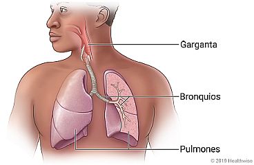 Pulmones en el pecho que muestran los bronquios en un pulmón.