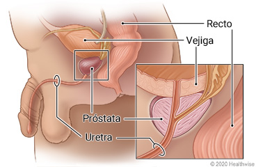 Ubicación de la próstata entre la vejiga y la uretra por delante del recto, con detalle de la uretra que pasa a través de la próstata.