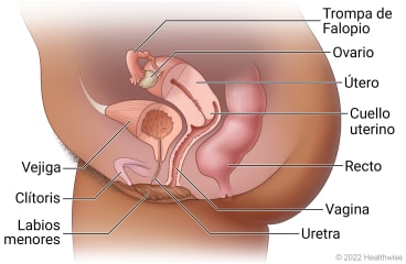 Órganos pélvicos femeninos en la parte inferior del abdomen, que incluyen la trompa de Falopio, el ovario, el útero, el cuello uterino, la vejiga, la uretra, la vagina, el clítoris, los labios menores y el recto.