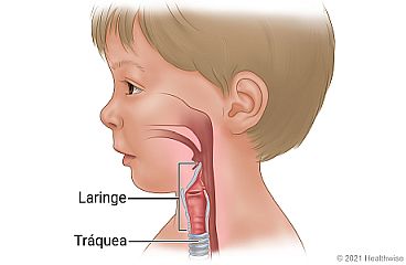 Vista lateral de las vías respiratorias de un niño, incluidas la laringe y la tráquea.