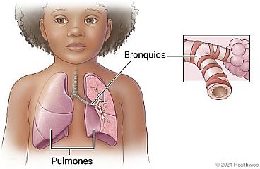 Aparato respiratorio de un niño, que muestra los pulmones y detalle de los bronquios.