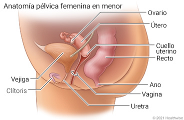 Anatomía pélvica femenina de una persona menor de edad, con vista lateral de vejiga, uretra, recto, ano, ovario, útero, cuello uterino, vagina y clítoris.