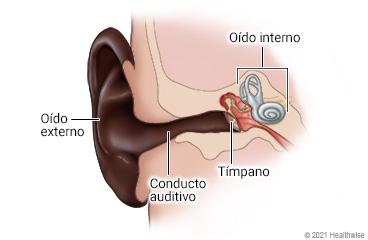 Estructura del oído, que muestra el oído externo, el conducto auditivo externo, el tímpano y el oído interno.