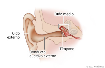 Anatomía del oído de un niño, que muestra el oído externo, el conducto auditivo externo, el tímpano y el oído medio.