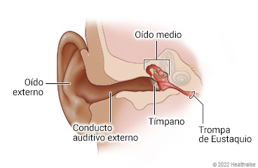 Anatomía del oído de un niño, que muestra el oído externo, el conducto auditivo externo, el tímpano, el oído medio y la trompa de Eustaquio.