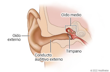 Anatomía del oído, que muestra el oído externo, el conducto auditivo externo, el tímpano y el oído medio.