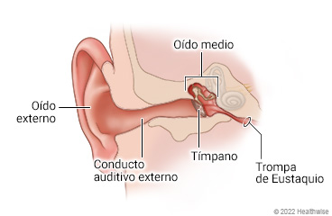 Anatomía del oído de un niño, que muestra el oído externo, el conducto auditivo externo, el tímpano, el oído medio y la trompa de Eustaquio.