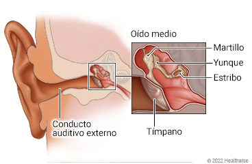 Vista interior del oído, mostrando el conducto auditivo externo y el oído medio con detalle del tímpano y los huesos del oído medio (martillo, yunque y estribo).