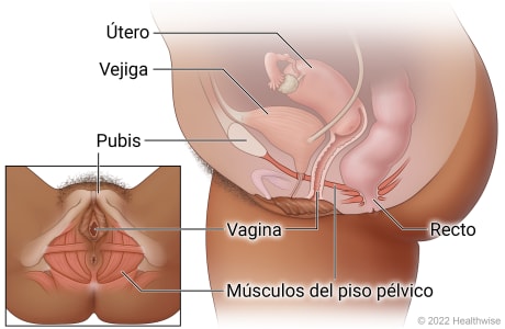 Zona pélvica femenina, donde se muestran el útero, la vejiga, el pubis, la vagina, los músculos del piso pélvico y el recto.