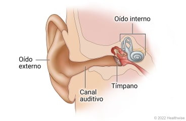 Estructura del oído, que muestra el oído externo, el conducto auditivo externo, el tímpano y el oído interno.