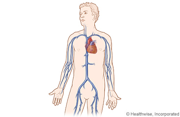 Los principales vasos sanguíneos del cuerpo