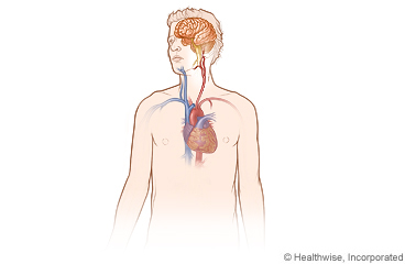 Vasos sanguíneos principales entre el cerebro y el corazón