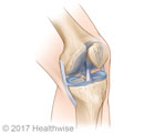 The bones and ligaments of the knee