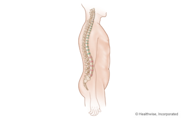 La columna vertebral